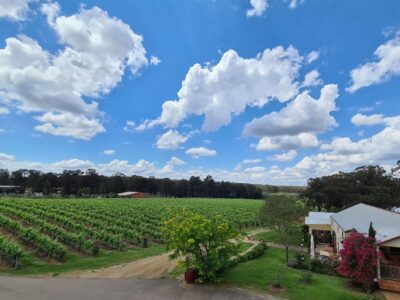 Tintilla Estate Wines