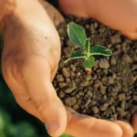 two hands with soil and a seedling