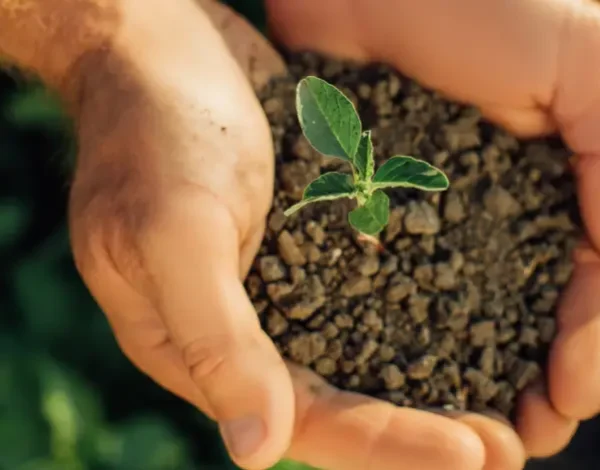 two hands with soil and a seedling