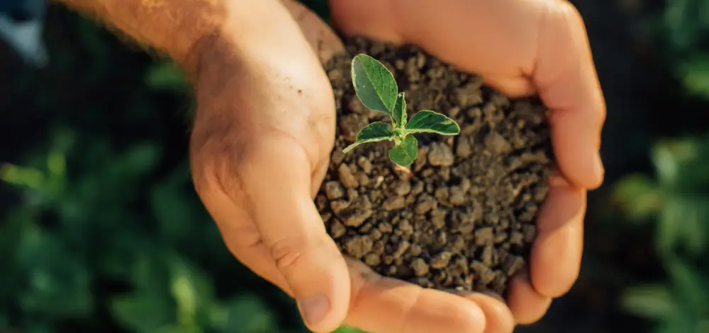 two hands with soil and a seedling