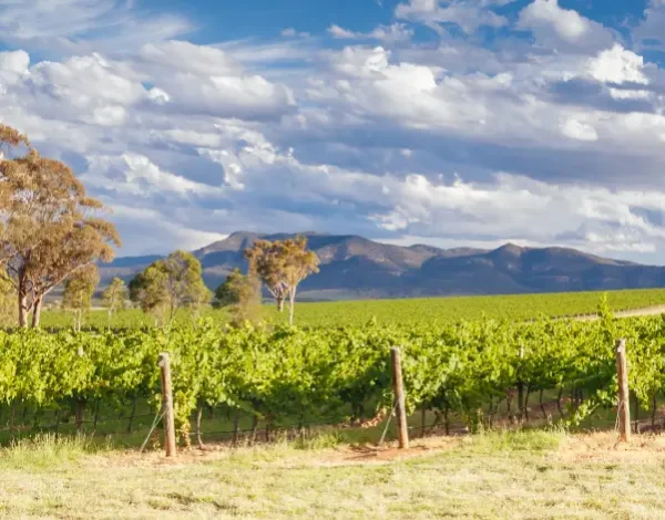 wine-varietals-of-the-hunter-valley
