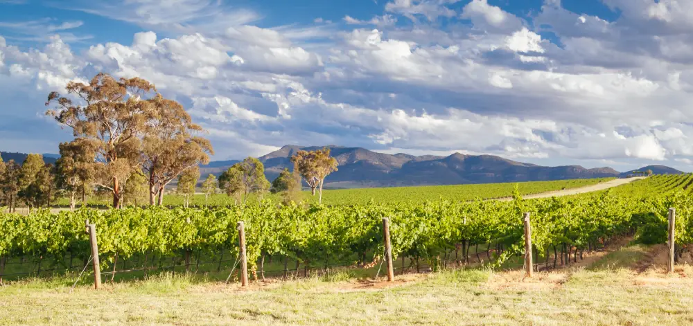 wine-varietals-of-the-hunter-valley