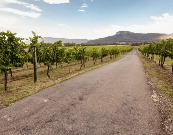 road-between-vineyards