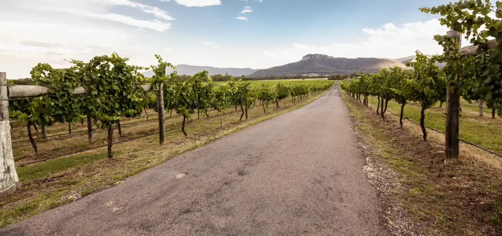 road-between-vineyards