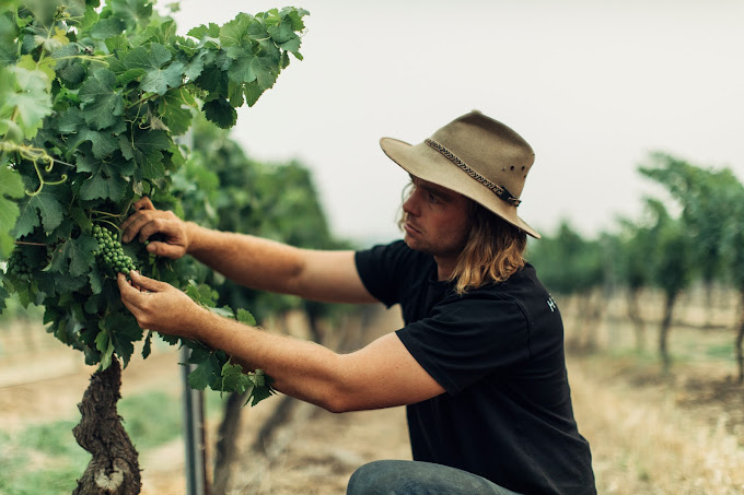 Vinden Wines